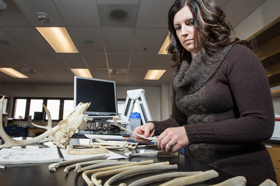 Student studying bones in a biology lab at the University of Michigan-Flint.